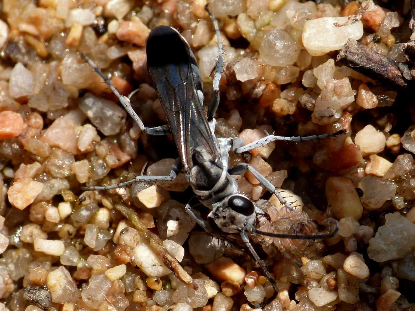 Pompilus cfr cinereus con piccola Arctosa - Palau (OT)